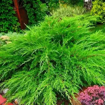 Можжевельник МИНТ ДЖУЛЕП средний в Орше