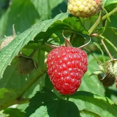 Малина КВЕЛЛИ в Орше