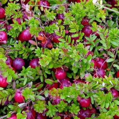 Клюква ПИЛИГРИМ в Орше