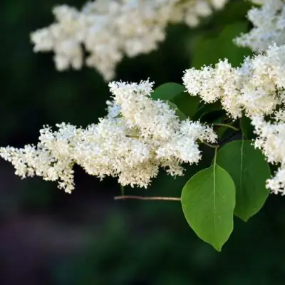 Сирень АМУРСКАЯ в Орше