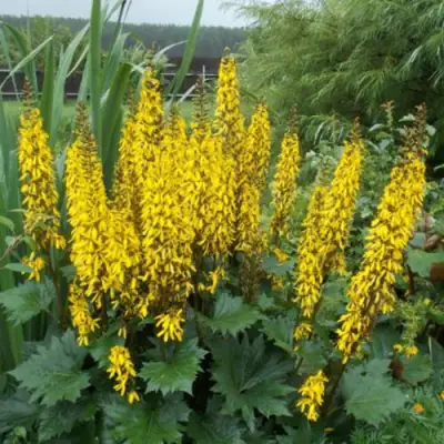 Бузульник ПРЖЕВАЛЬСКОГО в Орше