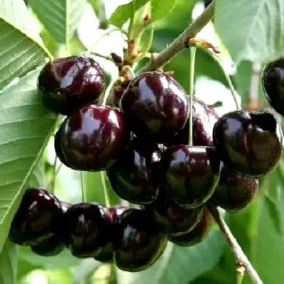 Дюк НОЧКА в Орше