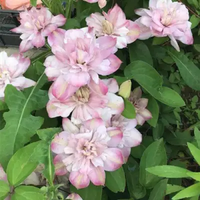 Клематис ИННОСЕНТ БЛАШ в Орше