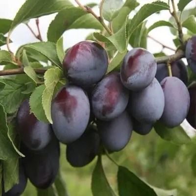 Слива РЕНКЛОД в Орше