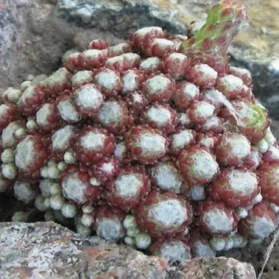 Молодило ГНАФАЛИУМ в Орше