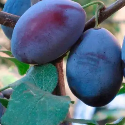 Слива СМОЛИНКА в Орше