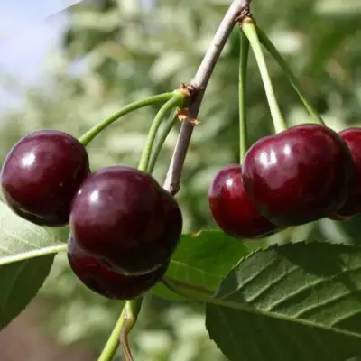 Вишня ЖАДАНА в Орше