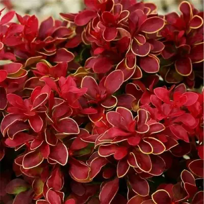 Барбарис РЕД ХОТ ЧИЛИ тунберга в Орше