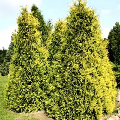 Туя САЛЛАНД западная в Орше
