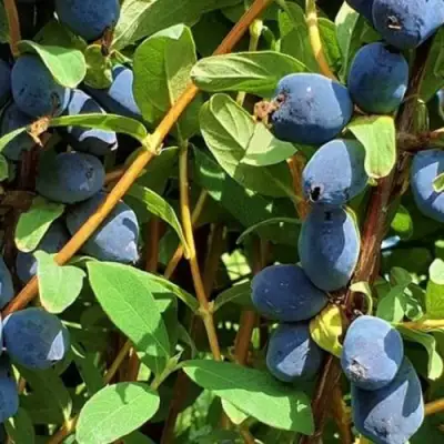 Жимолость съедобная КЛУБНИЧНАЯ СЕНСАЦИЯ в Орше