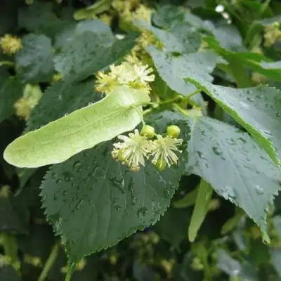 Липа мелколистная в Орше