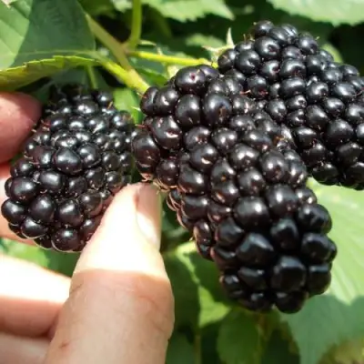 Ежевика НАТЧЕЗ бесшипная  в Орше