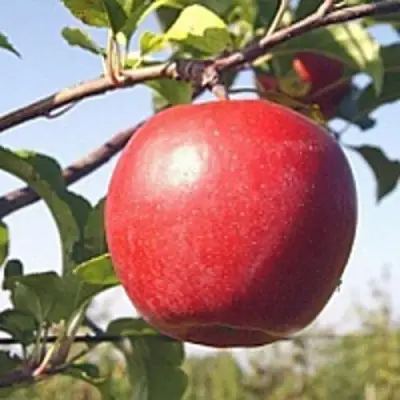 Яблоня ЛИГОЛ в Орше