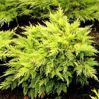 Можжевельник МОРДИГАН ГОЛД средний в Орше
