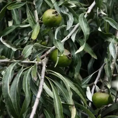 Груша ИВОЛИСТНАЯ в Орше