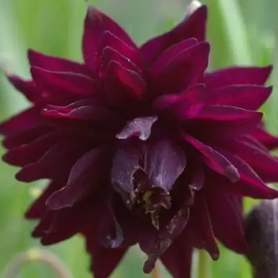 Аквилегия БАРЛОУ БОРДО обыкновенная в Орше