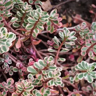 Очиток (седум) ТРИКОЛОР ложный в Орше