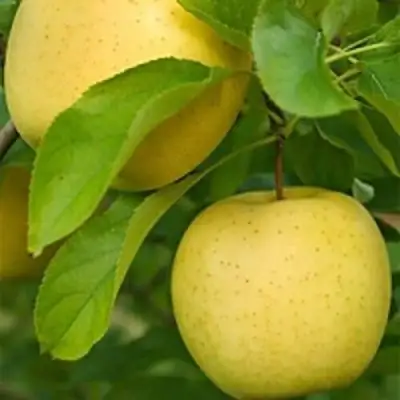 Яблоня АНАНАС в Орше