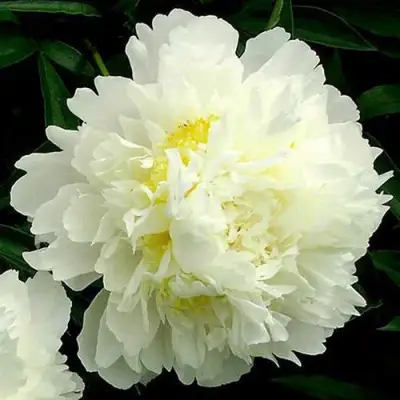 Пион ЗОЛОТОЙ ОРЕОЛ травянистый в Орше