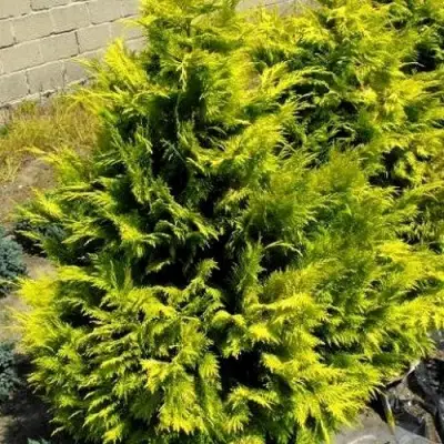 Кипарисовик ГОЛДЕН ВОНДЕР лавсона в Орше