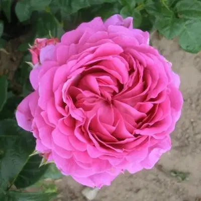 Роза АНУШКА чайно-гибридная в Орше