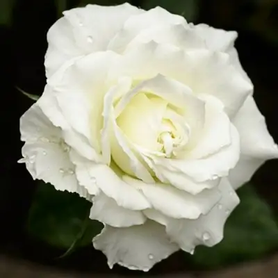 Роза МОНДИАЛЬ чайно-гибридная в Орше