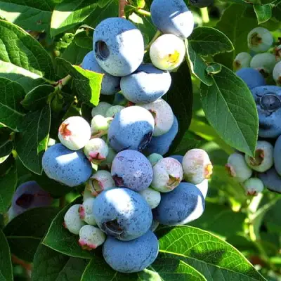 Голубика ВЕЙМУТ в Орше