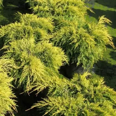 Можжевельник КИНГ ОФ СПРИНГ средний в Орше