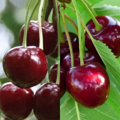 Комплект ВИШНЕВЫЙ ТАНДЕМ в Орше