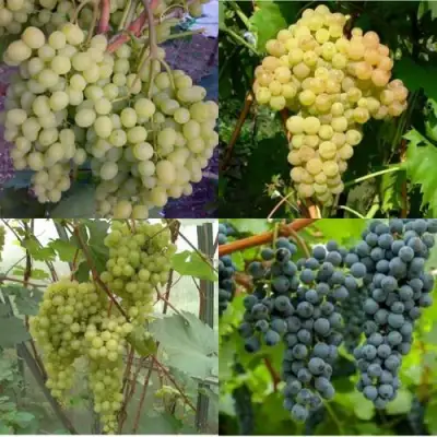 Комплект ВИНОГРАДНАЯ РАДУГА в Орше