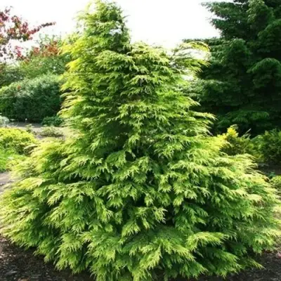 Кипарисовик САНКИСТ лавсона в Орше