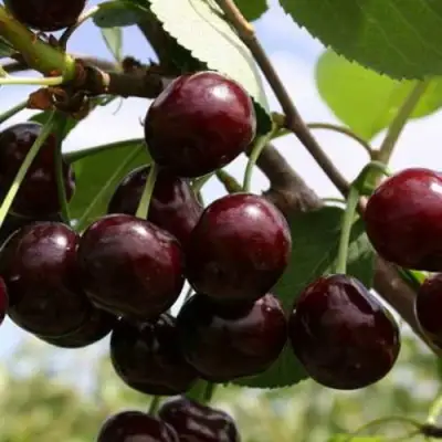 Дюк ИВАНОВНА в Орше