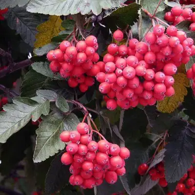 Рябина БОЯРЫШНИКОПЛОДНАЯ сладкоплодная в Орше