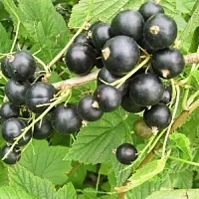 Смородина чёрная ЧЁРНЫЙ АИСТ в Орше