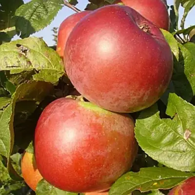 Яблоня АКСАМИТ в Орше