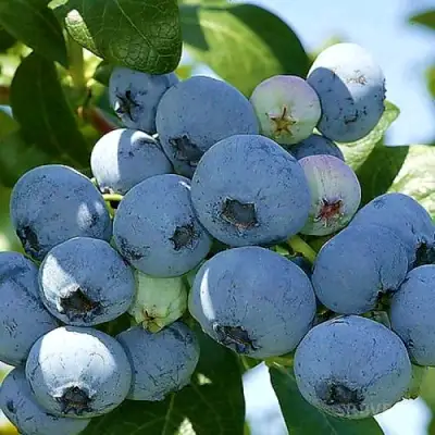 Голубика НУИ в Орше