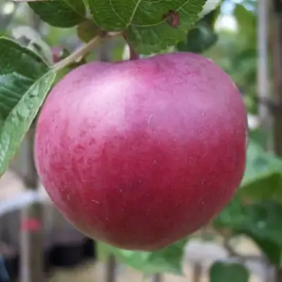 Яблоня НОРИС в Орше