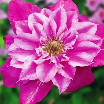 Клематис МАЙ ДАРЛИНГ  в Орше