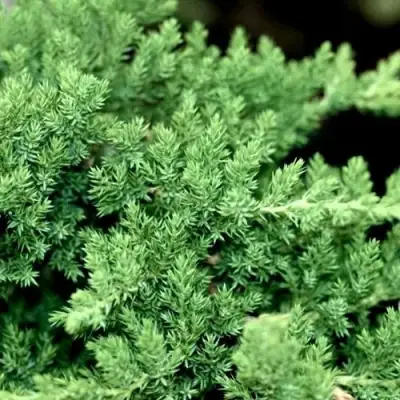 Можжевельник НАНА лежачий в Орше