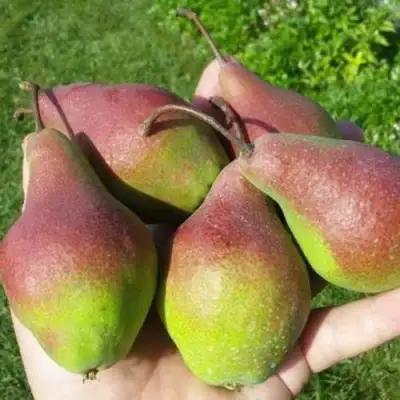 Груша ЯКОВЛЕВСКАЯ в Орше