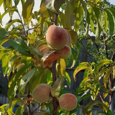 Персик ЕЛГАВСКИЙ в Орше