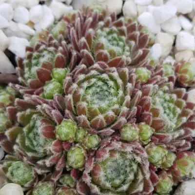 Молодило МОРКЕРС МЕРИТ в Орше