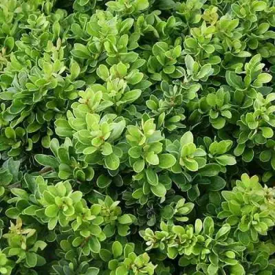 Барбарис КОБОЛЬД тунберга в Орше