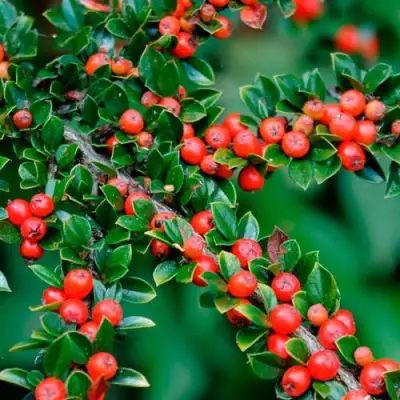 Кизильник горизонтальный в Орше