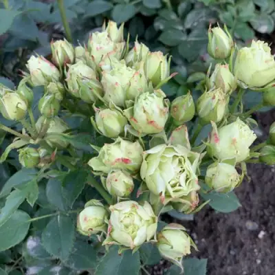 Роза ЛУВИАНА спрей в Орше