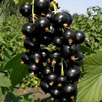 Смородина чёрная ВИНОГРАДНАЯ в Орше