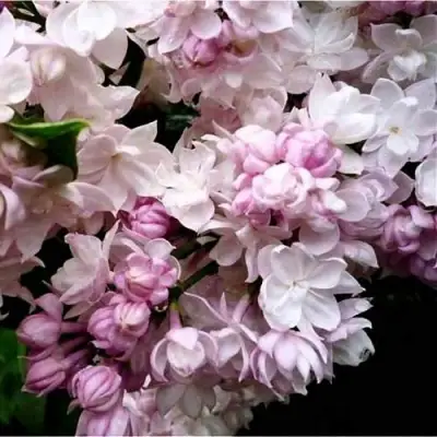 Сирень КРАСАВИЦА МОСКВЫ в Орше