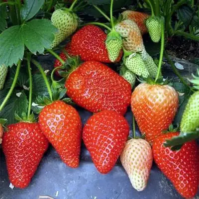 Клубника РОКСАНА в Орше