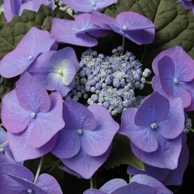 Гортензия БЛАУМАЙС (БЛАУМАЙЗЕ) крупнолистная в Орше