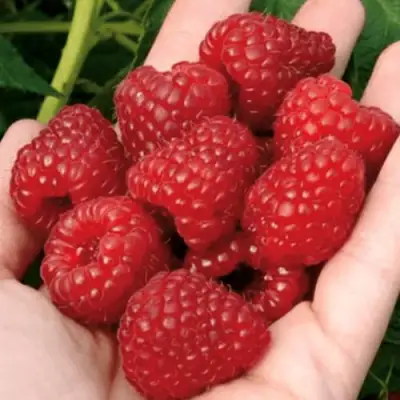 Малина РУБИФОЛ в Орше